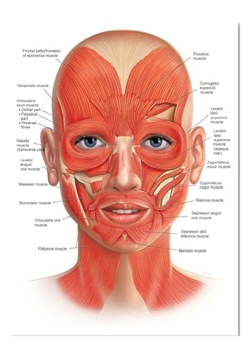 GESICHT Körper Anatomie Muskel Venen Detaillierte EDUCATIONAL SCIENCE Poster Wandkunst Bilder Leinwand Gemälde Krankenhaus Klinik Salon Dekor(2,30X45cm Unframed) von Teweakt
