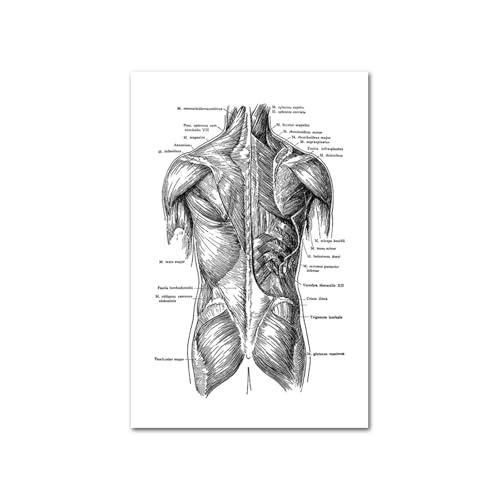 Medizinische menschliche Anatomie -Leinwand Bilder Schwarz -Weiß -Plakat -Körper Skelett Muskel Annotate Druckmalerei Wand Cuadro Wohnkultur(Picture C,60x90cm Unframed) von Teweakt