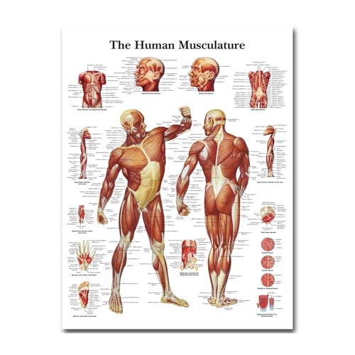 Menschliche Anatomie -Muskeln System Kunstseide Poster Print 24x32 32x43 Zoll Körperkarte Wandbilder for medizinische Ausbildung Wohnkultur 025(32x43) von Teweakt