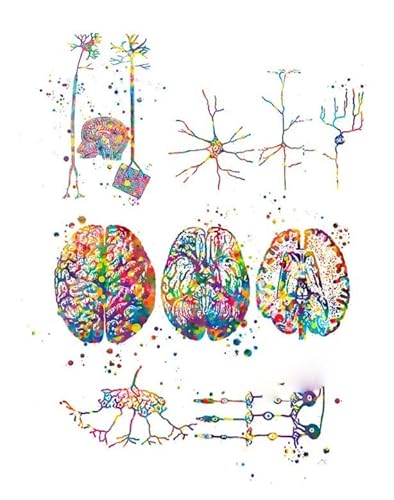 Teweakt Neurowissenschaft Kunst Neurologie Poster Anatomisches Gehirn Nervenzelle Synapse Neurologe Büro Kunst Leinwand Malerei Klinik Wanddekoration(6,30X40cm Unframed) von Teweakt