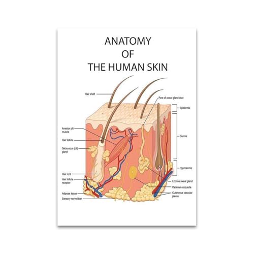 Pädagogische Anatomie Die menschliche Haut College Medizinische Kunst Leinwand Malerei Poster Drucke Wandkunst Bild Büro Klinik Wohnkultur(20x25cm Unframed) von Teweakt