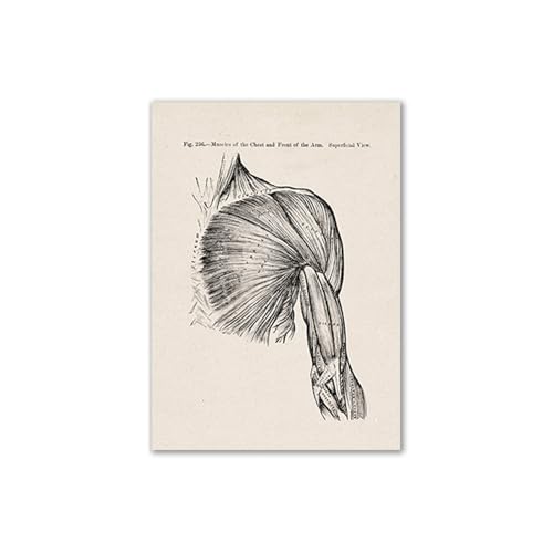 Vintage Human Anatomy Medical Muscle Skeleton Poster Leinwand Malerei Wandkunst Bildung Krankenhaus Dekor Arzt Büro Dekoration(F978-15,30x40cm No frame) von Teweakt