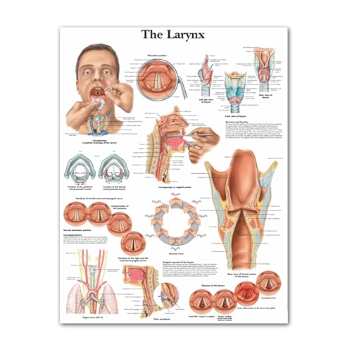 Wohnkultur Leinwand Kehlkopf Bilder Wandkunst Malerei Anatomie Drucke Moderne Modulare Medizinische Ausbildung Poster Wohnzimmer Rahmen(13x18cm No Frame) von Teweakt