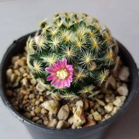 30 Samen Mammillaria Schiedeana Kaktus von Thaicoin