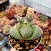Pleiospilos Nelii - Pflegeleichte Sukkulente in Topf von ThatSuccsUK