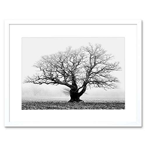 OLD OAK TREE BLACK WHITE MIST FOG PHOTO FRAMED ART PRINT PICTURE & MOUNT F12X634 von Wee Blue Coo