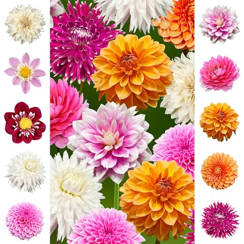 The Bulb Farmers - 14 x Dahlien Paket - 'Rainbow' - Collection - Blumenzwiebeln direkt vom Züchter - Sommerblüher - Optimale Zwiebelgröße für den Garten The Bulb Farmers - 14 x Dahlien Paket - 'Rainbow' - Collection - Blumenzwiebeln direkt vom Züchter - Sommerblüher - Optimale Zwiebelgröße für den Garten von The Bulb Farmers