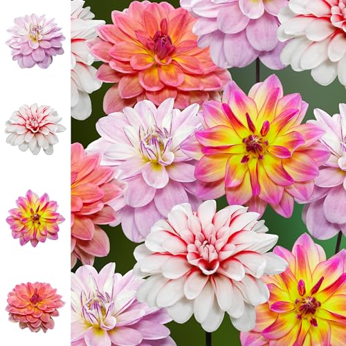 The Bulb Farmers - 12 x Dahlien Paket - Collection - 'Pacific summer' - Blumenzwiebeln direkt vom Züchter - Sommerblüher - Optimale Zwiebelgröße für den Garten The Bulb Farmers - 12 x Dahlien Paket - Collection - 'Pacific summer' - Blumenzwiebeln direkt vom Züchter - Sommerblüher - Optimale Zwiebelgröße für den Garten von The Bulb Farmers