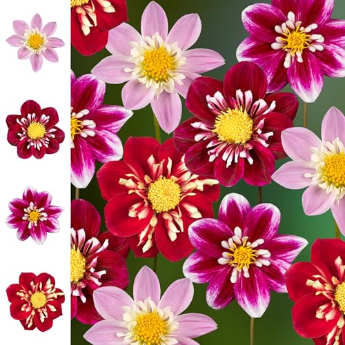 The Bulb Farmers - 12 x Dahlien Paket - Collection - 'The Impressions' - Blumenzwiebeln direkt vom Züchter - Sommerblüher - Optimale Zwiebelgröße für den Garten von The Bulb Farmers