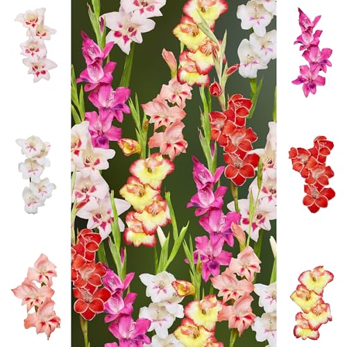 The Bulb Farmers - 144 x Gladiolen - 'Rainbow' collection - Probenpaket - 2024-100% Dutch Blumenzwiebeln direkt vom Züchter - Sommerblüher - Zwiebelgröße 10/+ (optimale Größe für den Garten) von The Bulb Farmers
