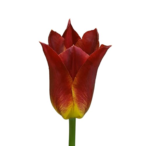 The Bulb Farmers - 32 x Tulpe 'Striking Match' - Rot mit Gelb - Blumenzwiebeln direkt vom Züchter - Frühjahrsblüher - Zwiebelgröße Z 12- (die optimale Größe für den Garten) von The Bulb Farmers