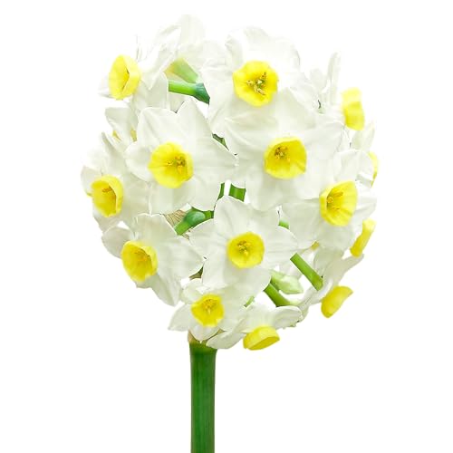 The Bulb Farmers - 40 x Narzisse 'Avalanche' Weiß mit Gelb - Blumenzwiebeln direkt vom Züchter - Frühjahrsblüher - Zwiebelgröße Z12-15 (die optimale Größe für den Garten) von The Bulb Farmers