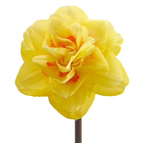 The Bulb Farmers - 40 x Narzisse 'Bright Paradise' - Gelb mit Orange - Blumenzwiebeln direkt vom Züchter - Frühjahrsblüher - Zwiebelgröße SP 12-14 (die optimale Größe für den Garten) von The Bulb Farmers
