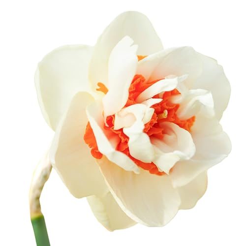 The Bulb Farmers - 40 x Narzisse 'Romantic Paradise' - Creme mit Orange - Blumenzwiebeln direkt vom Züchter - Frühjahrsblüher - Zwiebelgröße SP 12-14 (die optimale Größe für den Garten) von The Bulb Farmers