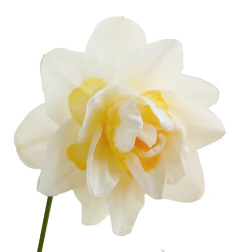 The Bulb Farmers - 40 x Narzisse 'Snow Paradise' - Weiß mit Gelb - Blumenzwiebeln direkt vom Züchter - Frühjahrsblüher - Zwiebelgröße SP 12-14 (die optimale Größe für den Garten) von The Bulb Farmers