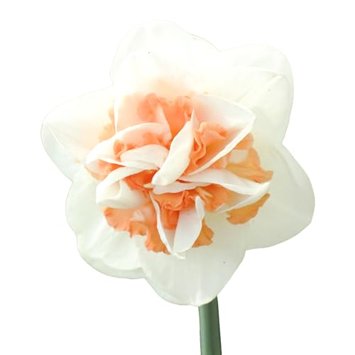 The Bulb Farmers - 40 x Narzisse 'Sweet Paradise' - Weiß mit Rosa - Blumenzwiebeln direkt vom Züchter - Frühjahrsblüher - Zwiebelgröße SP 12-14 (die optimale Größe für den Garten) von The Bulb Farmers