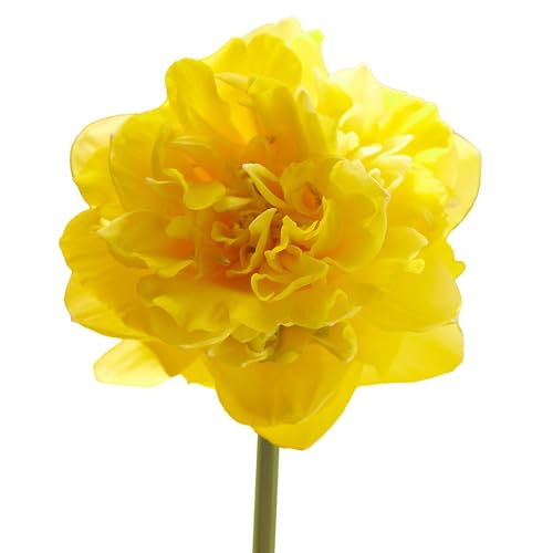 The Bulb Farmers - 40 x Narzisse 'Yellow Paradise' - Gelb - Blumenzwiebeln direkt vom Züchter - Frühjahrsblüher - Zwiebelgröße SP 12-14 (die optimale Größe für den Garten) von The Bulb Farmers