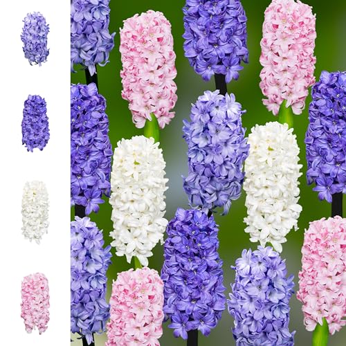 Hyazinthenzwiebeln 40x – Blumenzwiebeln Hyazinthen Zwiebeln ’Rainbow Collection ’ - Frühjahr – in den Niederlanden gezüchtet von The Bulb Farmers