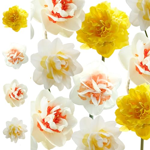 Narzissenzwiebeln 40x – Blumenzwiebeln Narzissen Zwiebeln ’Spring Paradise Collection ’ - Frühjahr – in den Niederlanden gezüchtet von The Bulb Farmers