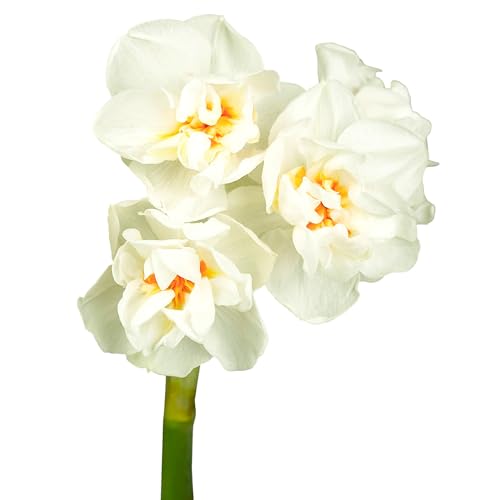 The Bulb Farmers - 50 x Narzisse 'Abba' - Weiß mit Orange - Blumenzwiebeln direkt vom Züchter - Frühjahrsblüher - Zwiebelgröße SP 12-14 (die optimale Größe für den Garten) von The Bulb Farmers