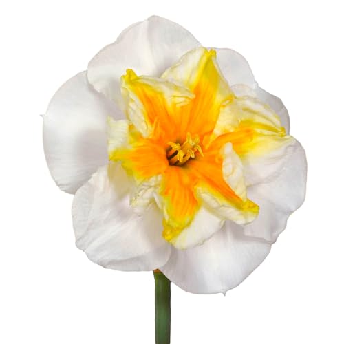 The Bulb Farmers - 50 x Narzisse 'Delta' - Weiß mit Orange - Blumenzwiebeln direkt vom Züchter - Frühjahrsblüher - Zwiebelgröße SP 12-14 (die optimale Größe für den Garten) von The Bulb Farmers