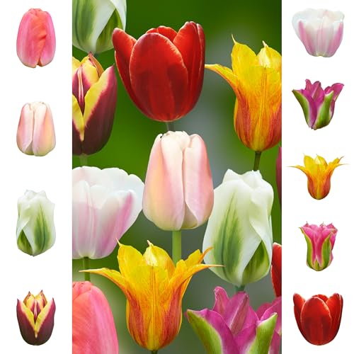 Tulpenzwiebeln 63x – Blumenzwiebeln Tulpen Zwiebeln ’Essentials Collection ’ - Frühjahr – in den Niederlanden gezüchtet von The Bulb Farmers
