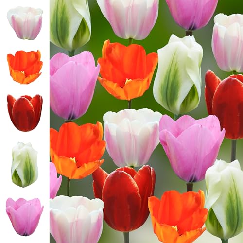 Tulpenzwiebeln 68x – Blumenzwiebeln Tulpen Zwiebeln ’The Classics Collection’ - Frühjahr – in den Niederlanden gezüchtet Tulpenzwiebeln 68x – Blumenzwiebeln Tulpen Zwiebeln ’The Classics Collection’ - Frühjahr – in den Niederlanden gezüchtet von The Bulb Farmers