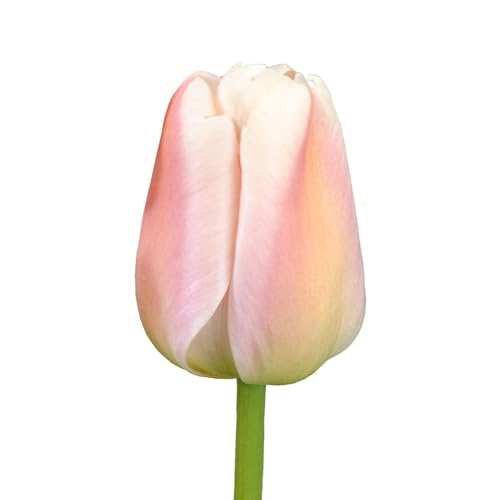 The Bulb Farmers - 64 x Tulpe 'Apricot Pride' - Aprikose - Blumenzwiebeln direkt vom Züchter - Frühjahrsblüher - Zwiebelgröße Z 12- (die optimale Größe für den Garten) von The Bulb Farmers