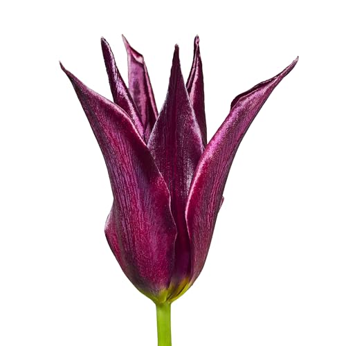 The Bulb Farmers - 64 x Tulpe 'Sarah Raven' - Dunkellila - Blumenzwiebeln direkt vom Züchter - Frühjahrsblüher - Zwiebelgröße Z 12- (die optimale Größe für den Garten) von The Bulb Farmers