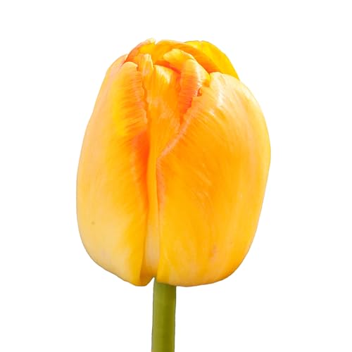 The Bulb Farmers - 64 x Tulpe 'Yellow Pride' - Gelb - Blumenzwiebeln direkt vom Züchter - Frühjahrsblüher - Zwiebelgröße Z 12- (die optimale Größe für den Garten) von The Bulb Farmers