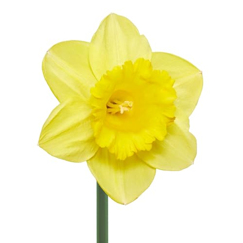 The Bulb Farmers - 80 x Narzisse 'Royal Dutch' - Gelb - Blumenzwiebeln direkt vom Züchter - Frühjahrsblüher - Zwiebelgröße SP 12-14 (die optimale Größe für den Garten) von The Bulb Farmers