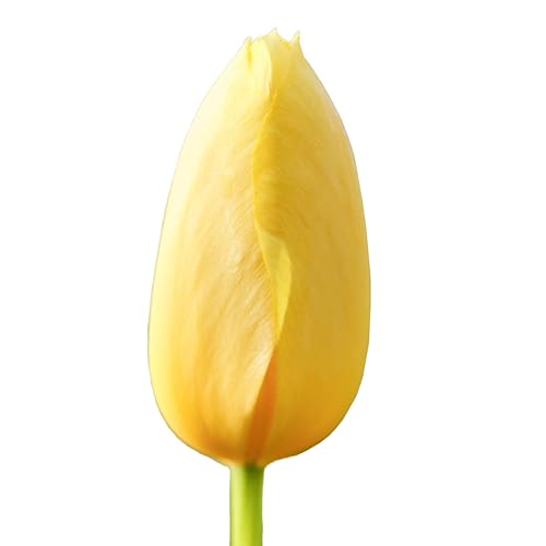 The Bulb Farmers - 80 x Tulpe 'Big Smile' - Gelb - Blumenzwiebeln direkt vom Züchter - Frühjahrsblüher - Zwiebelgröße Z 12- (die optimale Größe für den Garten) von The Bulb Farmers