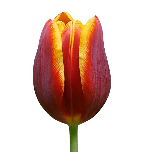 The Bulb Farmers - 80 x Tulpe 'Devenish' - Rot mit Gelb - Blumenzwiebeln direkt vom Züchter - Frühjahrsblüher - Zwiebelgröße Z 12- (die optimale Größe für den Garten) von The Bulb Farmers