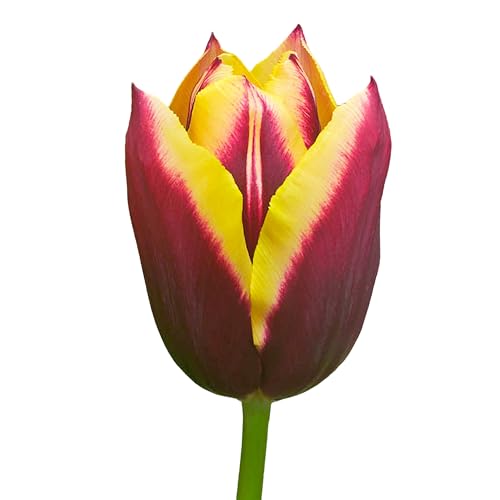 The Bulb Farmers - 80 x Tulpe 'Gavota' - Rot mit Gelb - Blumenzwiebeln direkt vom Züchter - Frühjahrsblüher - Zwiebelgröße Z 12- (die optimale Größe für den Garten) von The Bulb Farmers