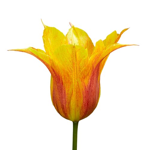 The Bulb Farmers - 80 x Tulpe Vendee Globe' - Gelb mit Rot - Blumenzwiebeln direkt vom Züchter - Frühjahrsblüher - Zwiebelgröße Z 12- (die optimale Größe für den Garten) von The Bulb Farmers