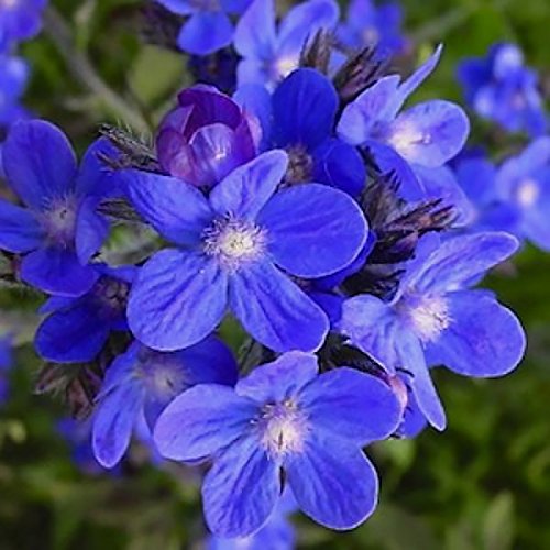 mehrjährig: Italienische Ochsenzunge 50 + Samen ? Bright Blau Blooms * Ochsenzungen * Einfach zu wachsen, blaue Blume, Hohe Keimung, frische Samen, von The Petunia Garden