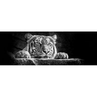 The Wall Wandbild Tiger B/L: ca. 53x153 cm von The Wall