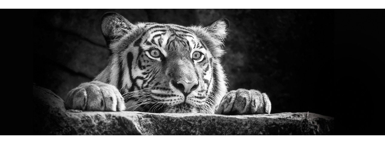 The Wall - the art of framing AG Wandbild Deco-Panel Bild - Tigerkopf 90 x 29 cm, Tiere von The Wall - the art of framing AG
