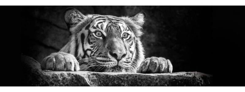The Wall - the art of framing AG Wandbild Deco-Panel Bild - Tigerkopf 90 x 29 cm, Tiere von The Wall - the art of framing AG