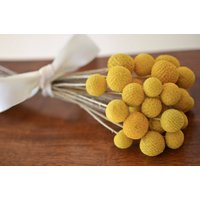 Getrocknete Gelbe Blumen, Craspedia, Bunch Of Getrocknete Billy Buttons, Babypartyblumen von TheBlaithinBlairShop