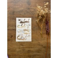 Vintage Bild Schwan Posterdruck, Cottagecore, Bild, Fürs Kinderzimmer Vintage Bild Schwan Posterdruck, Cottagecore, Bild, Fürs Kinderzimmer von TheDorothyDays