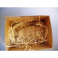 Neue Dresdner Art Christbaumschmuck 3D Mini Warthog Wildschwein Feder Baum Deko von TheDresdenCottage