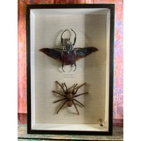 Großes Insekt Eingerahmt, Schrank Der Neugier, Entomologe, Spinne von TheFrenchTrends