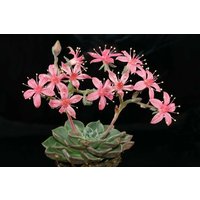 Graptopetalum Bellum 10 Samen - Chihuahua Blume Sukkulente von TheGardenOfSet