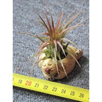 Tillandsia Ionantha 10 Samen - Luftpflanze von TheGardenOfSet