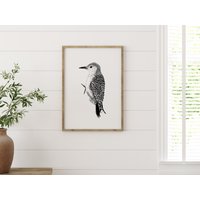 Rotbauch Specht Illustration | Wissenschaftliche Vogel Kunstdruck Geschenk Rotspecht Schwarz Print von TheHomebirdies