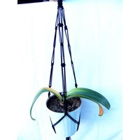 Schwarz Makramee Pflanze Halter 28 Zoll 3mm - Hängen Blumentopf Geschenk-Idee Indoor Outdoor von TheMagicalNodules
