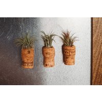 Luftpflanzen Kork Magnete | Kühlschrankmagnete Einzeln Oder Im Set Dekorative Lebende Pflanzenmagnete von TheMarketMade