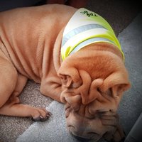 Hundehalstuch. Hunde Streifen Sicherheitshalstuch Mit Hoher Sichtbarkeit. Hund Hals Gewandung. Warnschutz Outdoorbekleidung von ThePoshPawsCompany