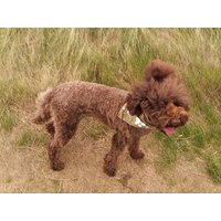 Hundehalstuch. Hundehalstuch Mit Hoher Sichtbarkeit Im Pfotenabdruck-Design. Hund Hals Gewandung. Hunde Warnschutz Outdoorbekleidung von ThePoshPawsCompany